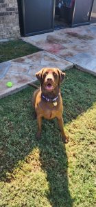 Dog being pet sat by Fur Services Fur Pets
