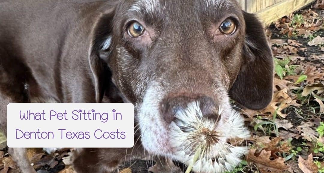 How Much Does Pet Sitting in Denton Texas Cost?