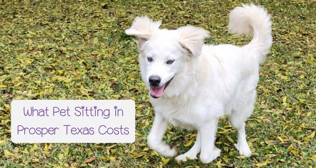 How Much Does Pet Sitting in Prosper Texas Cost?