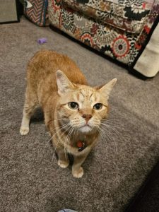 Fur Services Fur Pets pet sitting an orange tabby cat in Denton Texas