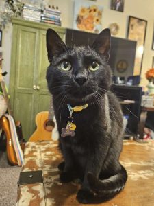 Fur Services Fur Pets pet sitting a black cat in Denton Texas