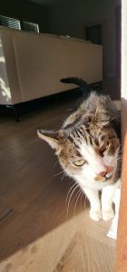 Cat being pet sat by Fur Services Fur Pets in Celina Texas