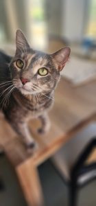 Cat being pet sat by Fur Services Fur Pets in Frisco