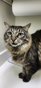 Cat in Prosper Texas being pet sat by Fur Services Fur Pets