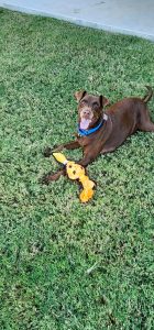 Dog being pet sat by Fur Services Fur Pets in Frisco
