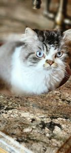 Cat in Prosper Texas being pet sat by Fur Services Fur Pets