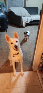 Two dogs in their home; Fur Services Fur Pets pet sitting in Celina Texas