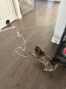 Fur Services Fur Pets playing with a tortie cat