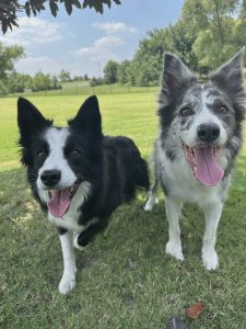 Two dogs being played with in their yard in Celina Texas, photo taken by Fur Services Fur Pets