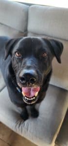 Dog being pet sat by Fur Services Fur Pets