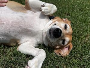 Tan and white dog rolling in grass with paws up during belly rub in Celina, TX