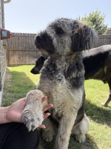 Shaggy gray and white dog shaking paws with pet sitter in backyard in Celina, TX