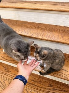 Gray cat and tortoiseshell cat eating treats from pet sitters hand on stairs in Celina, TX