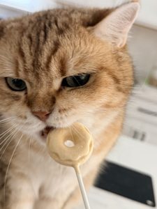Orange tabby cat sniffing cat treat pop during pet sitting visit in Celina, TX